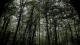 La forêt