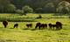 les vaches de Michel