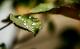 les perles