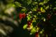 le temps des groseilles
